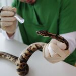 Choisir la meilleure assurance santé internationale pour étudiant : guide complet
